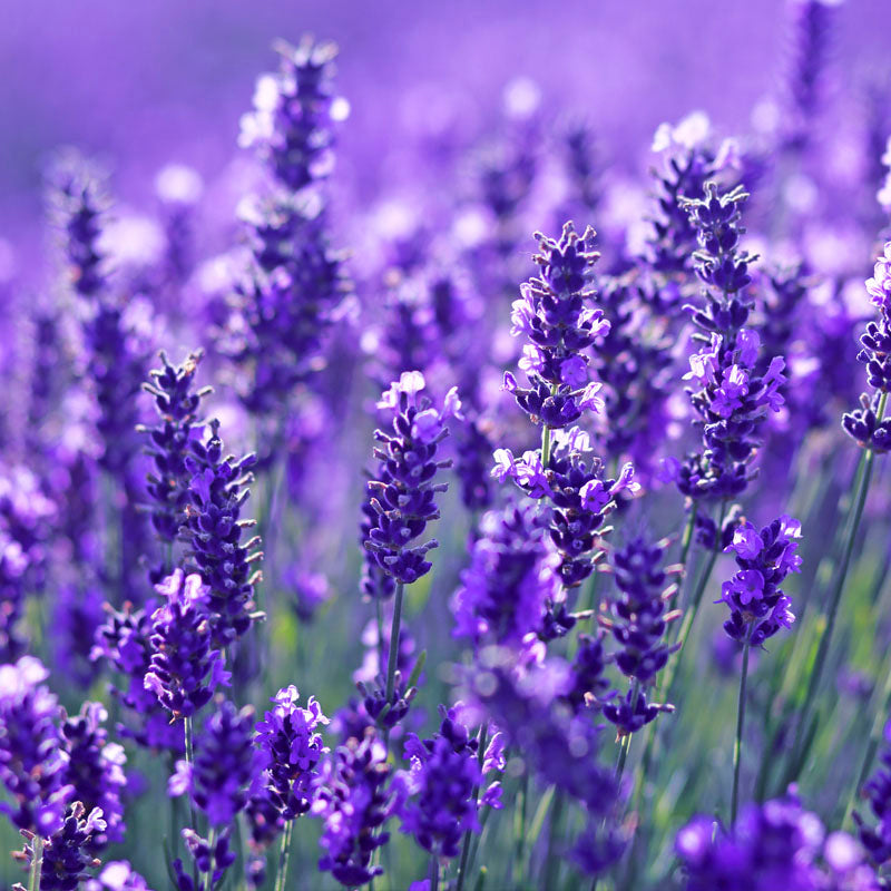 lavanda-corazon